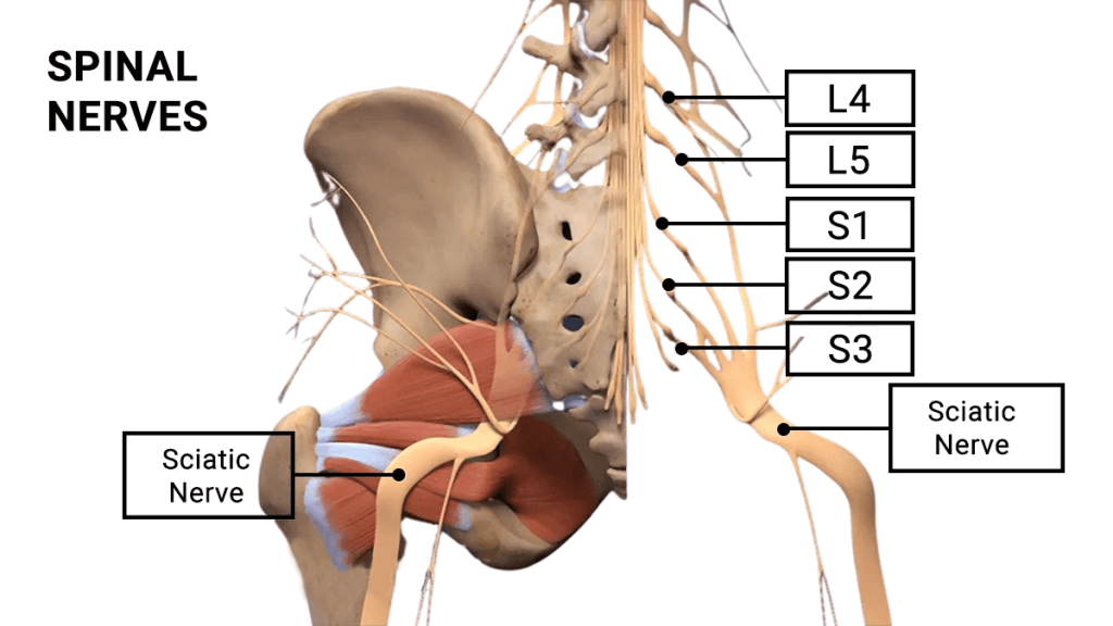 Spinal Nerves