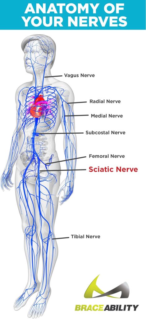 anatomy of nerves in human