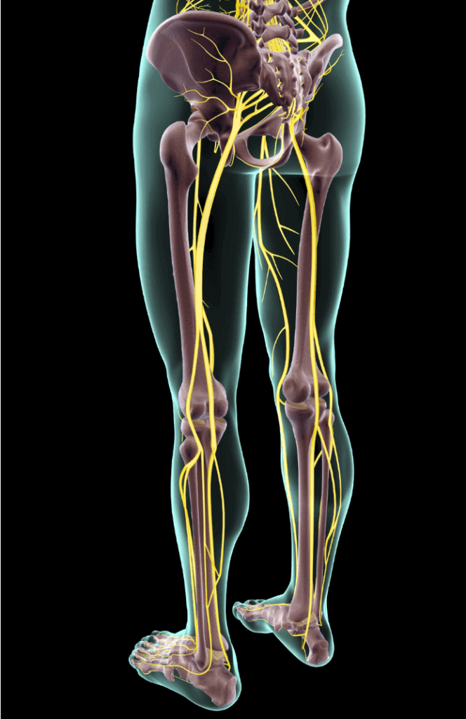 sciatic nerve 2 664x1024 1